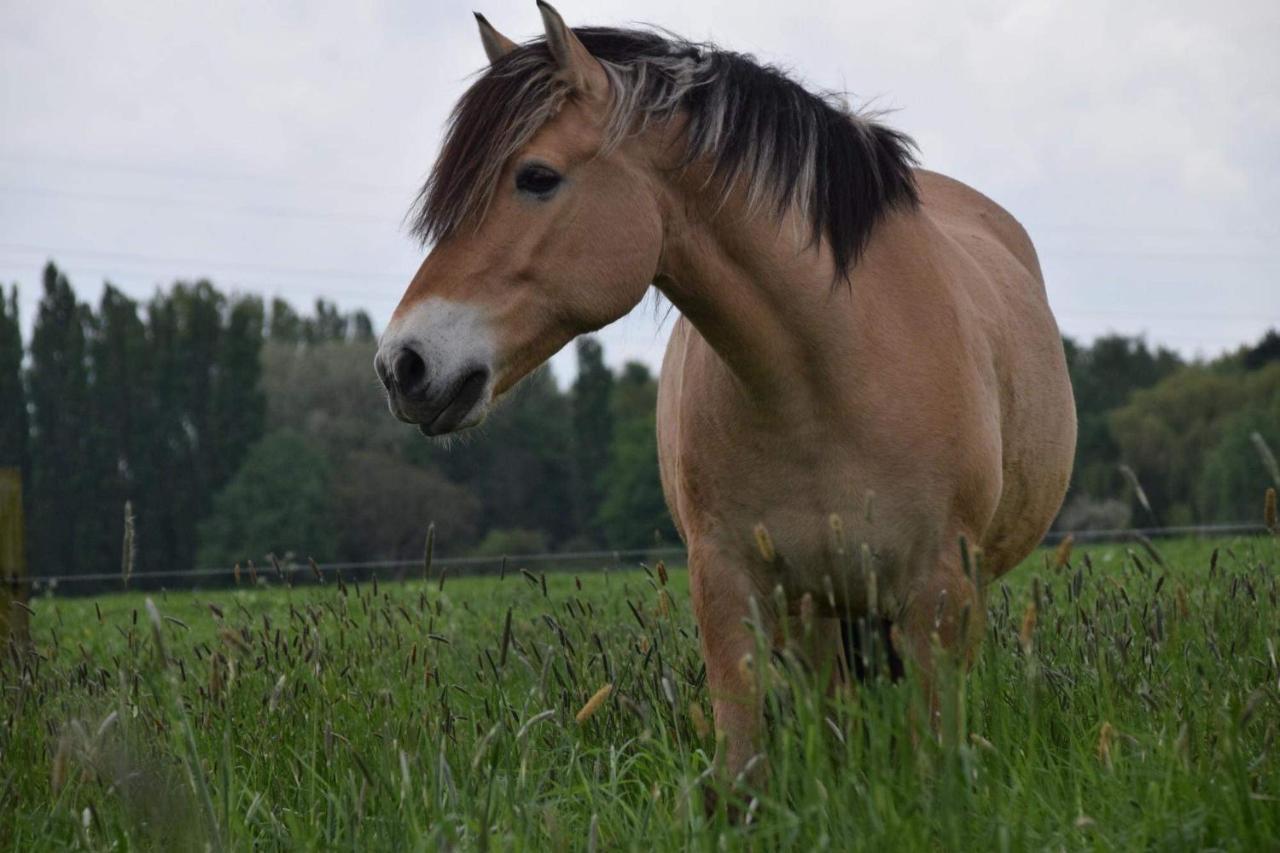 Ferme De La Forterie Verlinghem Exteriör bild