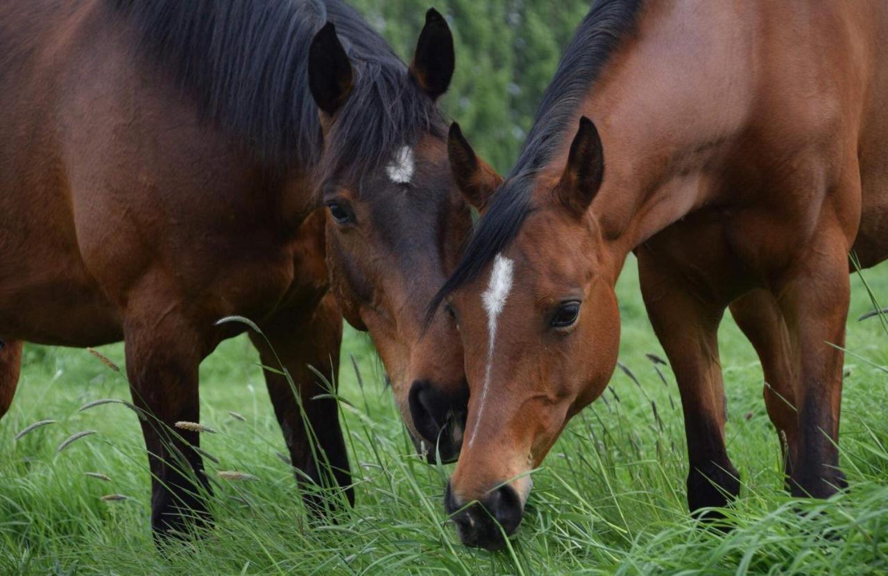 Ferme De La Forterie Verlinghem Exteriör bild